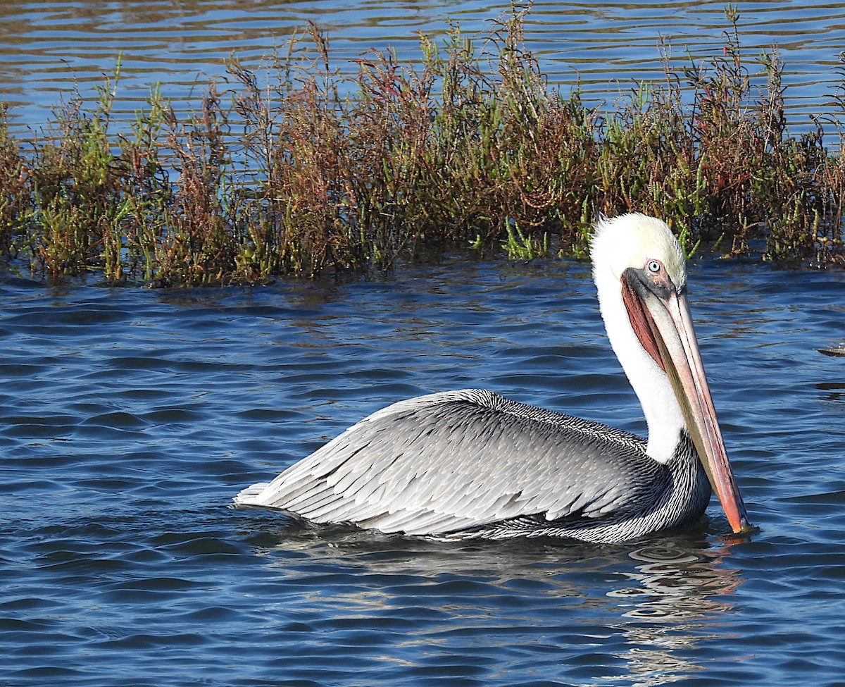 Brown Pelican - ML645765054