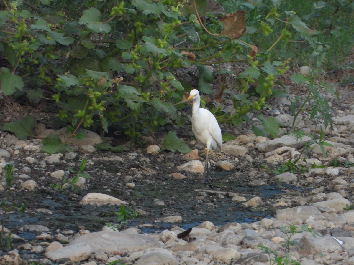 Western Cattle-Egret - ML645765060