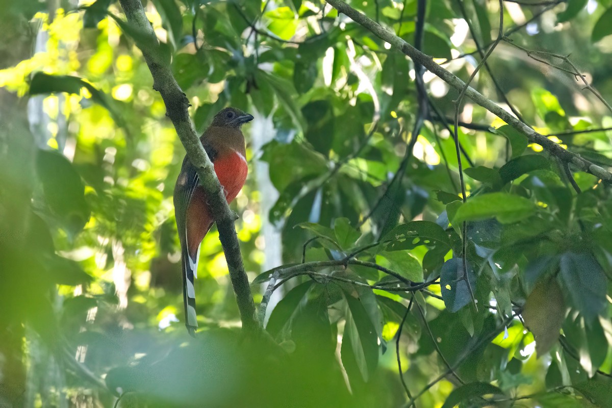 Трогон червоноголовий - ML645765061