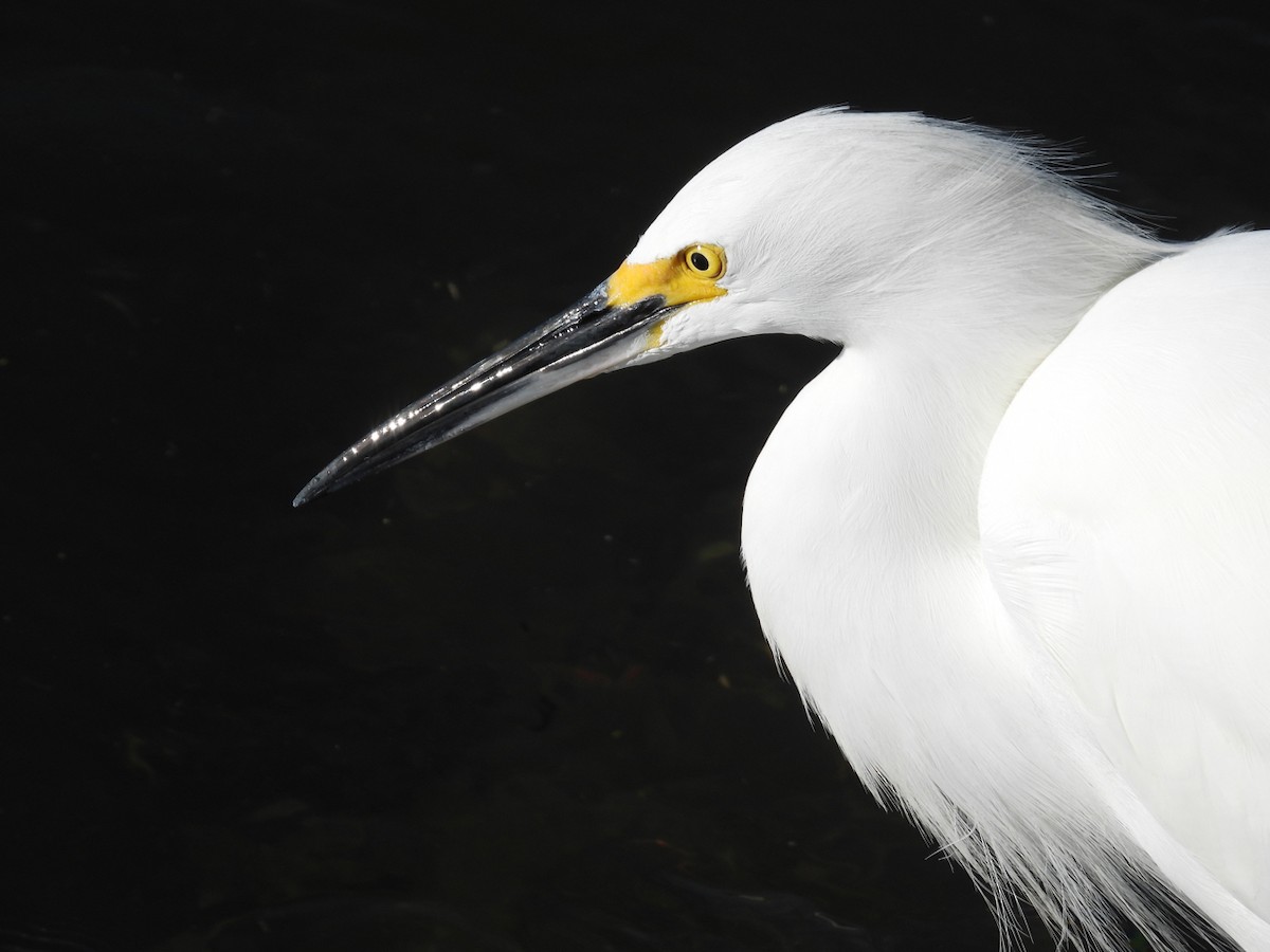 Snowy Egret - ML645765063