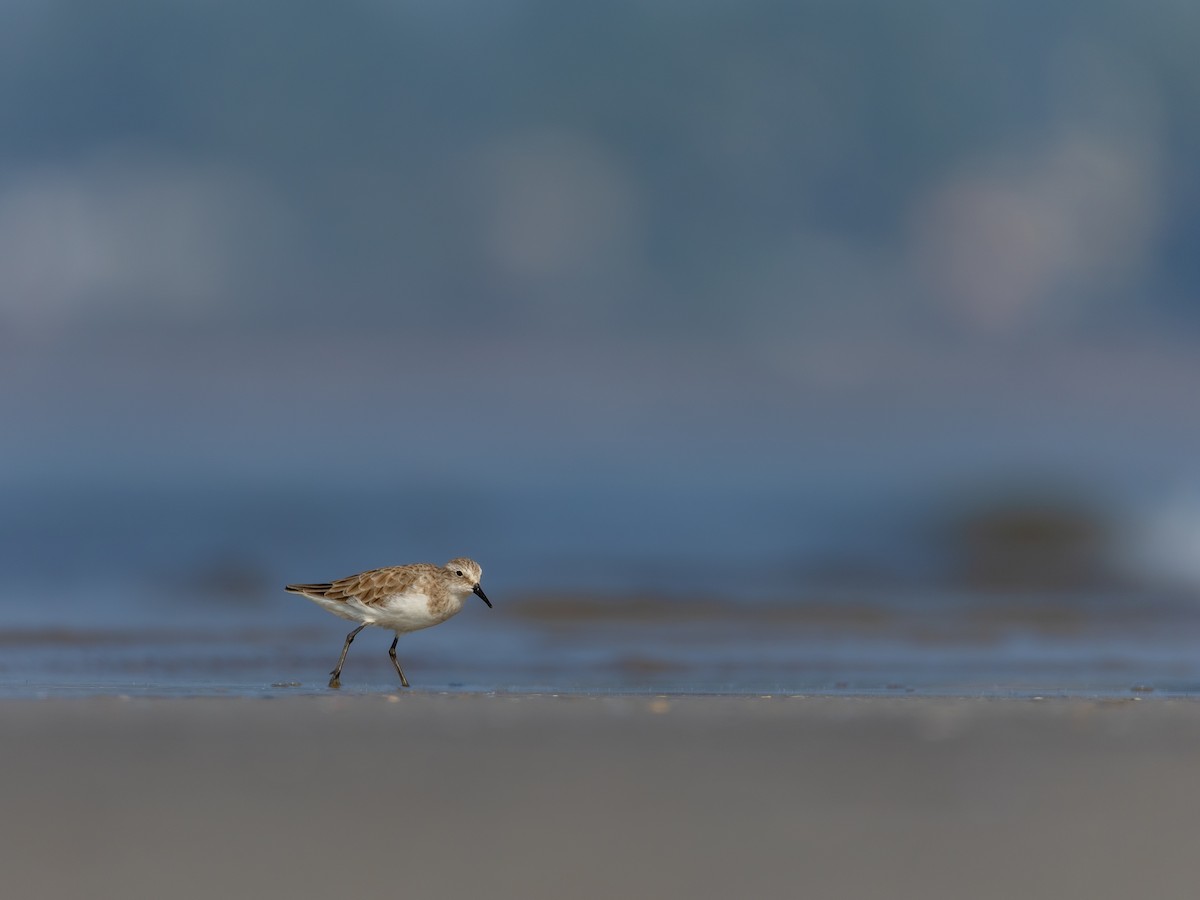Little Stint - ML645765064