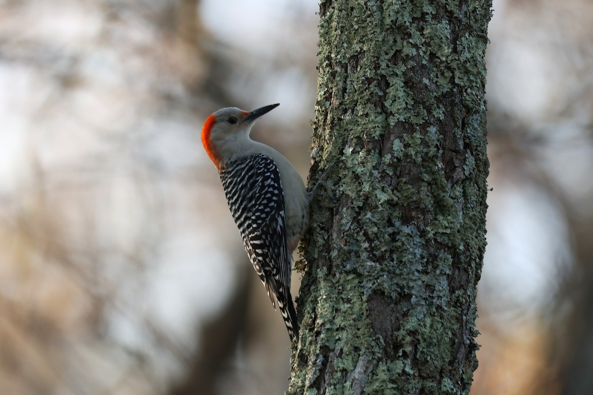 Carpintero de Carolina - ML645765068