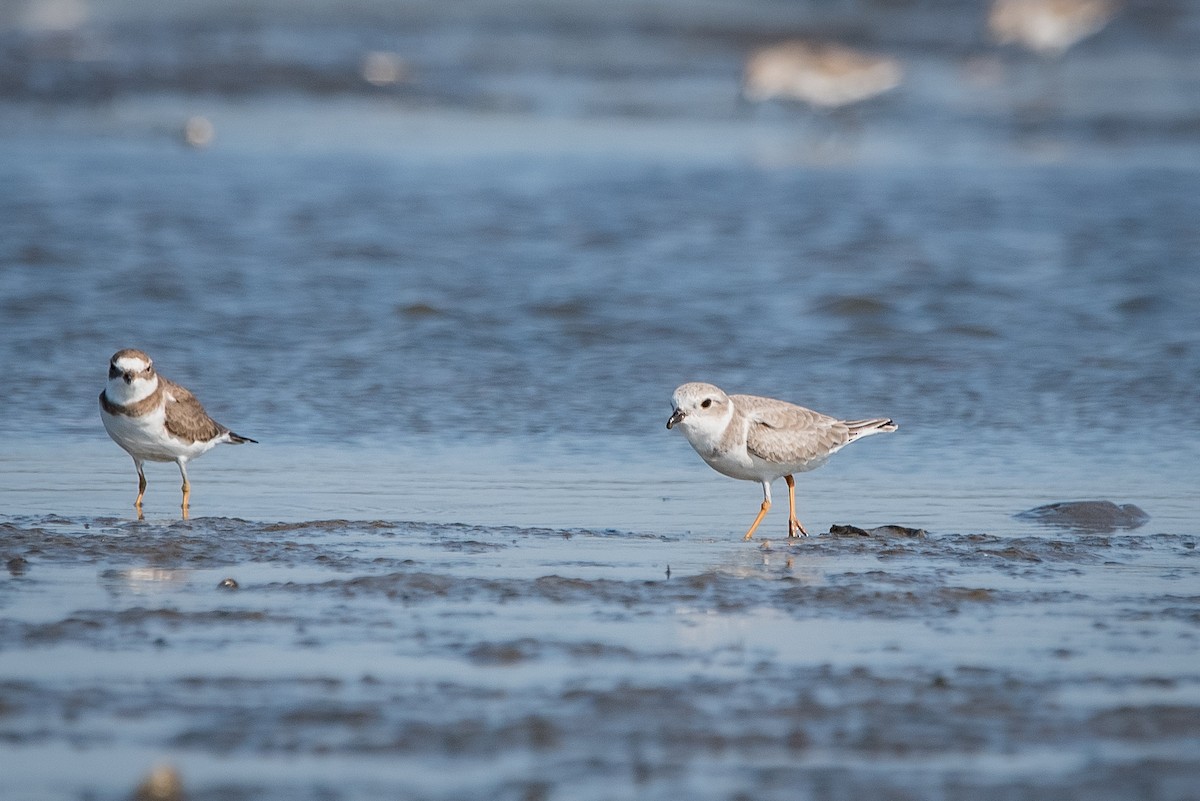 Piping Plover - ML645765070