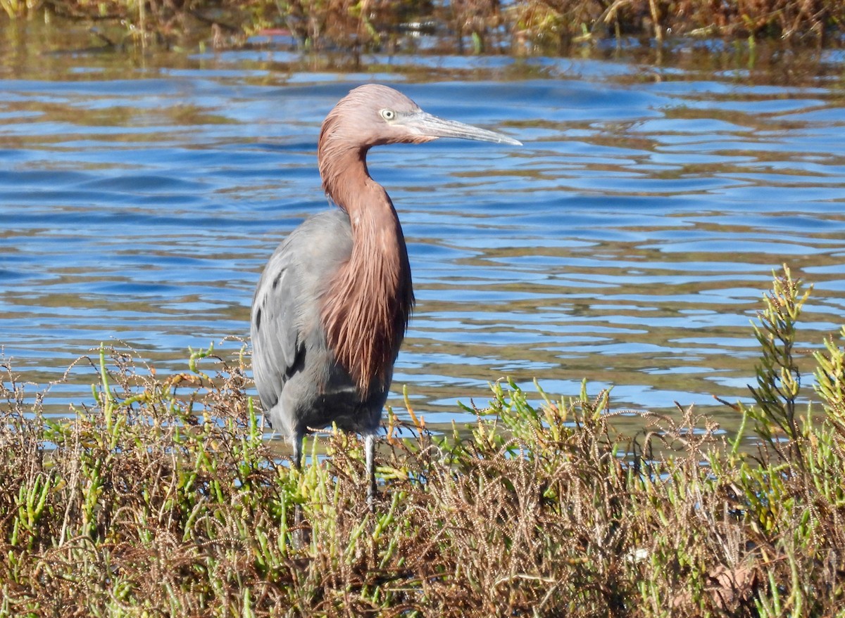 Reddish Egret - ML645765077