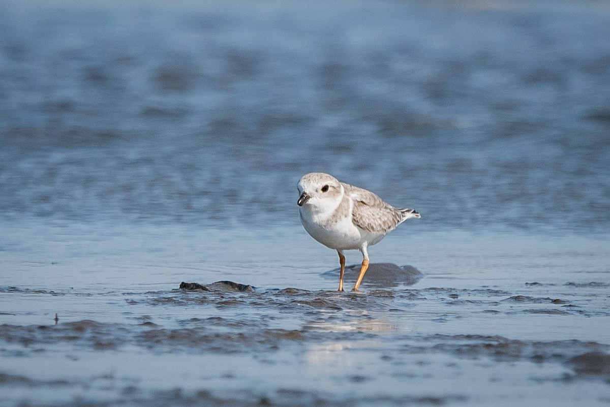 Piping Plover - ML645765078