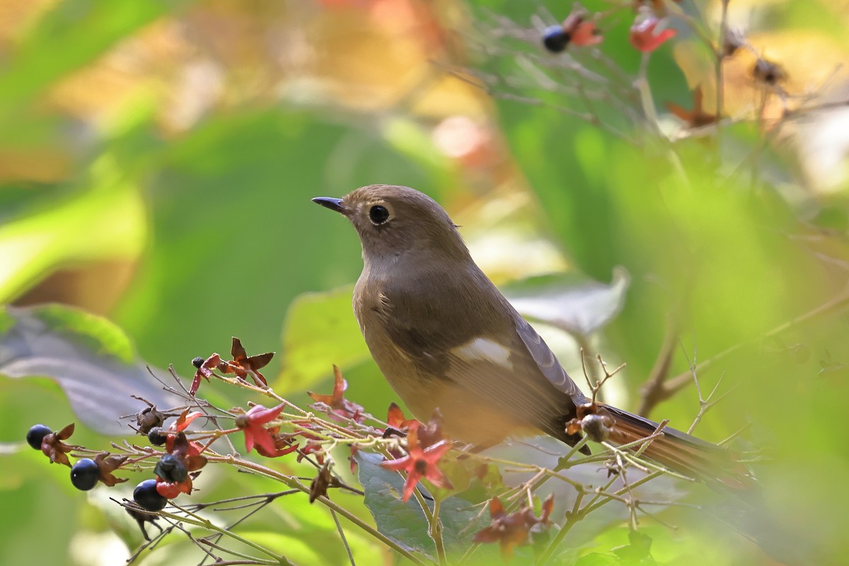 aurorarødstjert - ML645765082