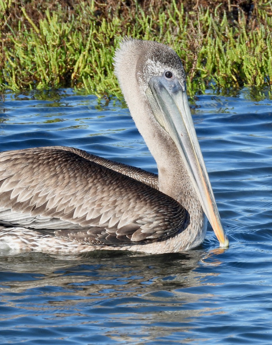 Brown Pelican - ML645765094