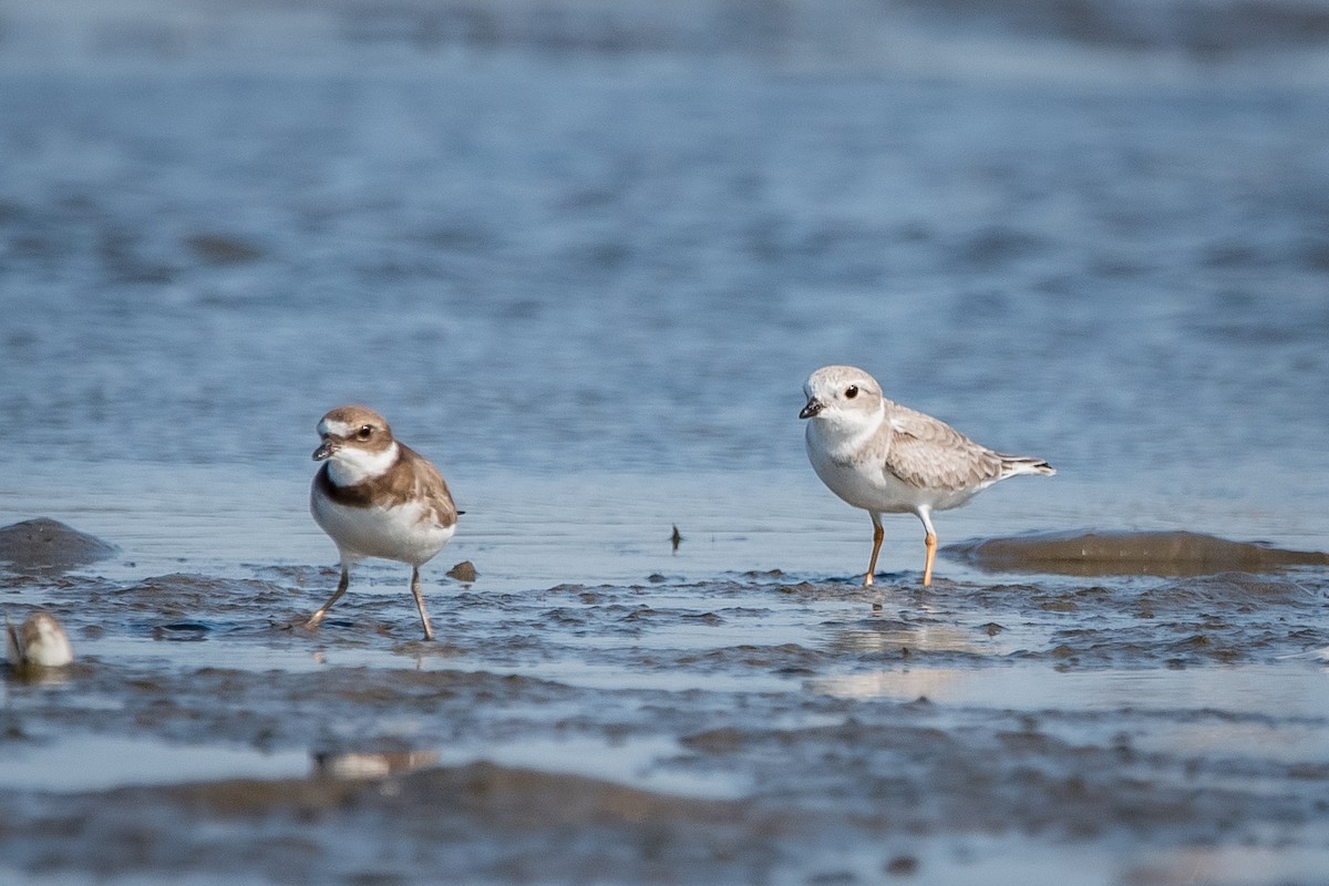 Piping Plover - ML645765095