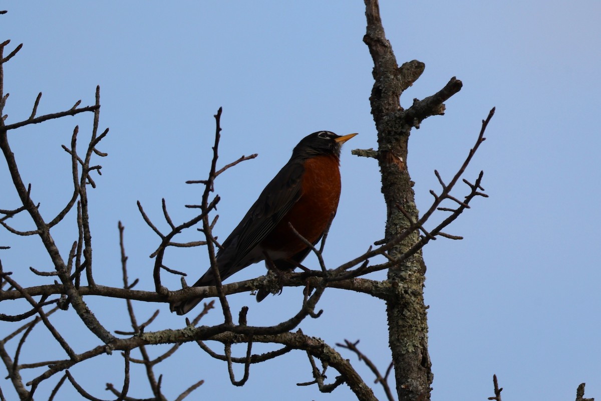 American Robin - ML645765098
