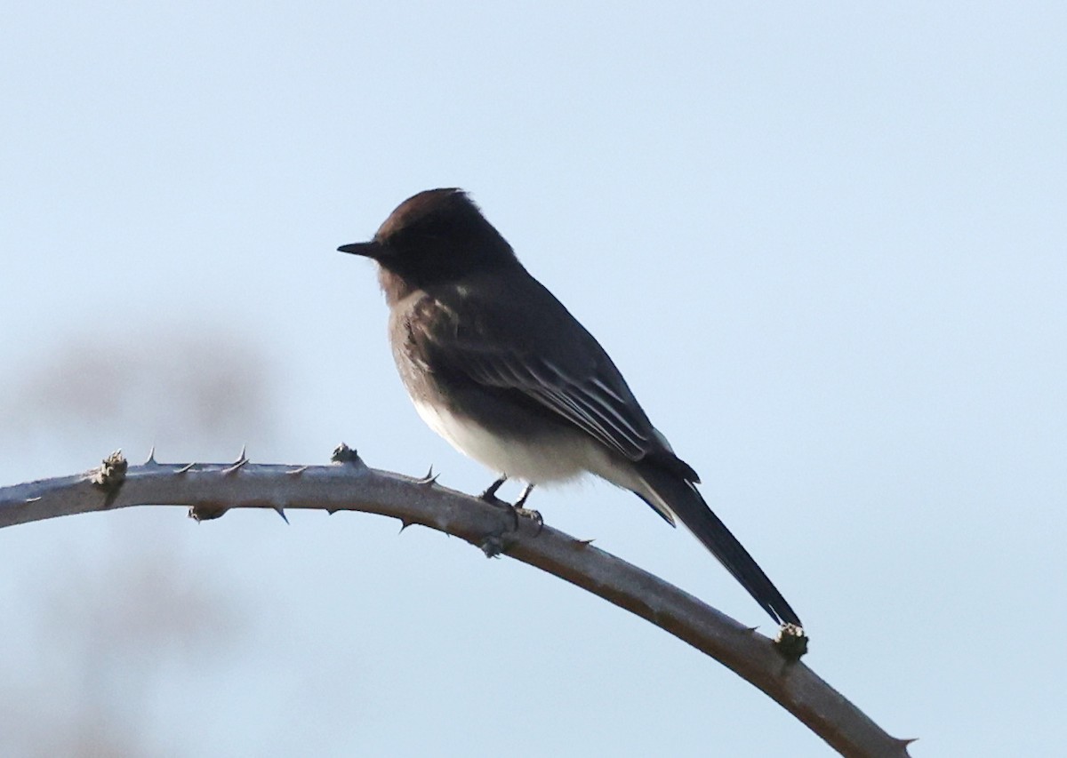 Moucherolle noir - ML645765100