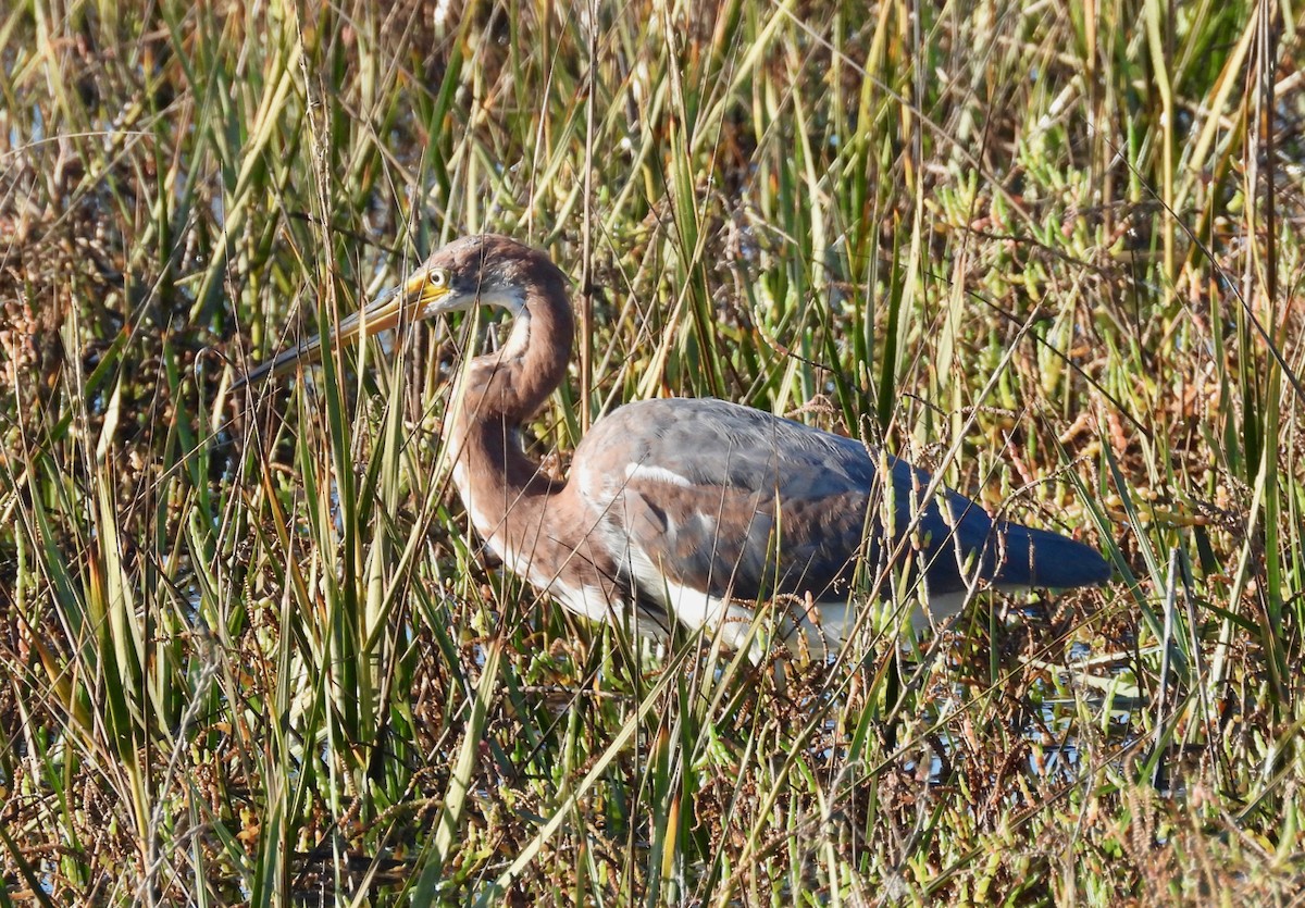 Tricolored Heron - ML645765101