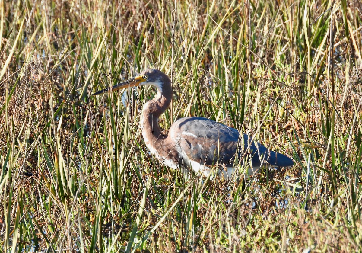 Tricolored Heron - ML645765102