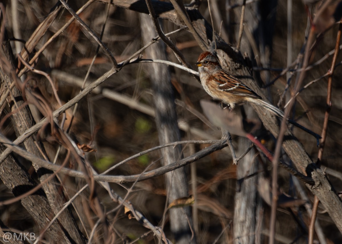 bjørkespurv - ML645765118