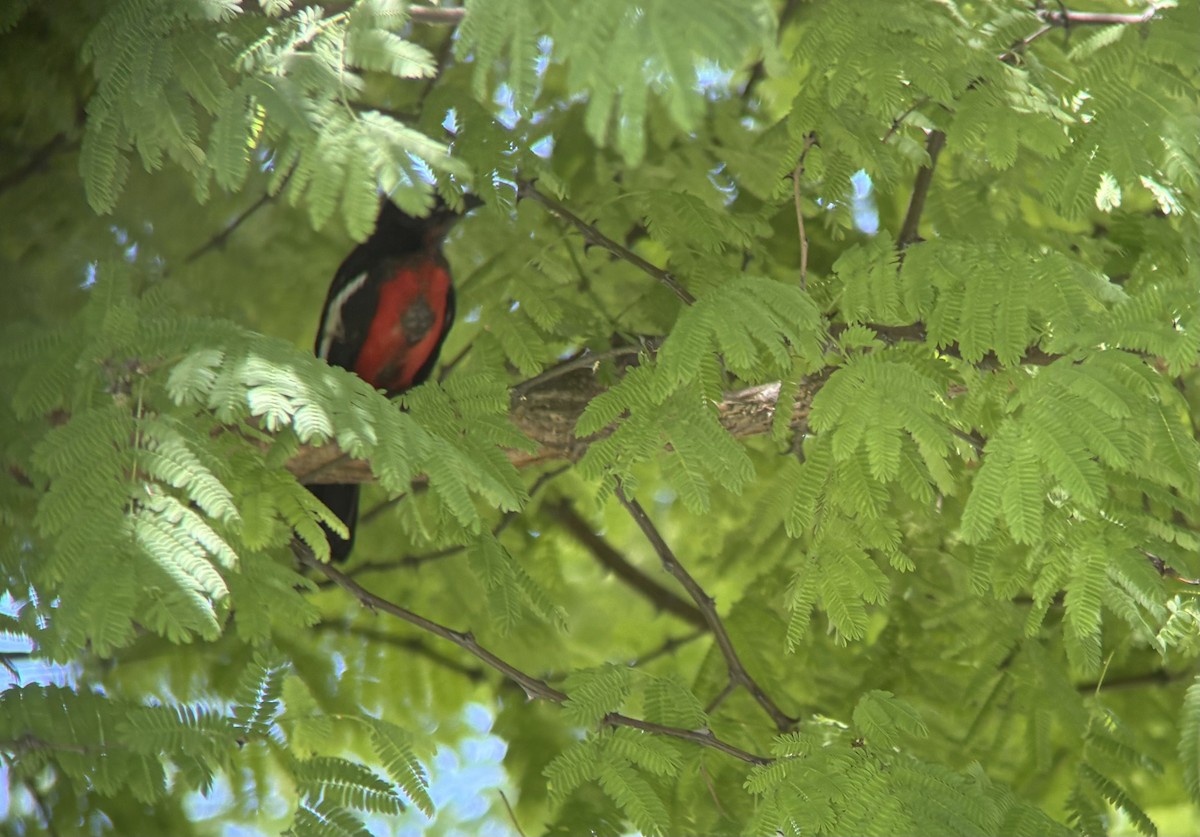 Crimson-breasted Gonolek - ML645765121