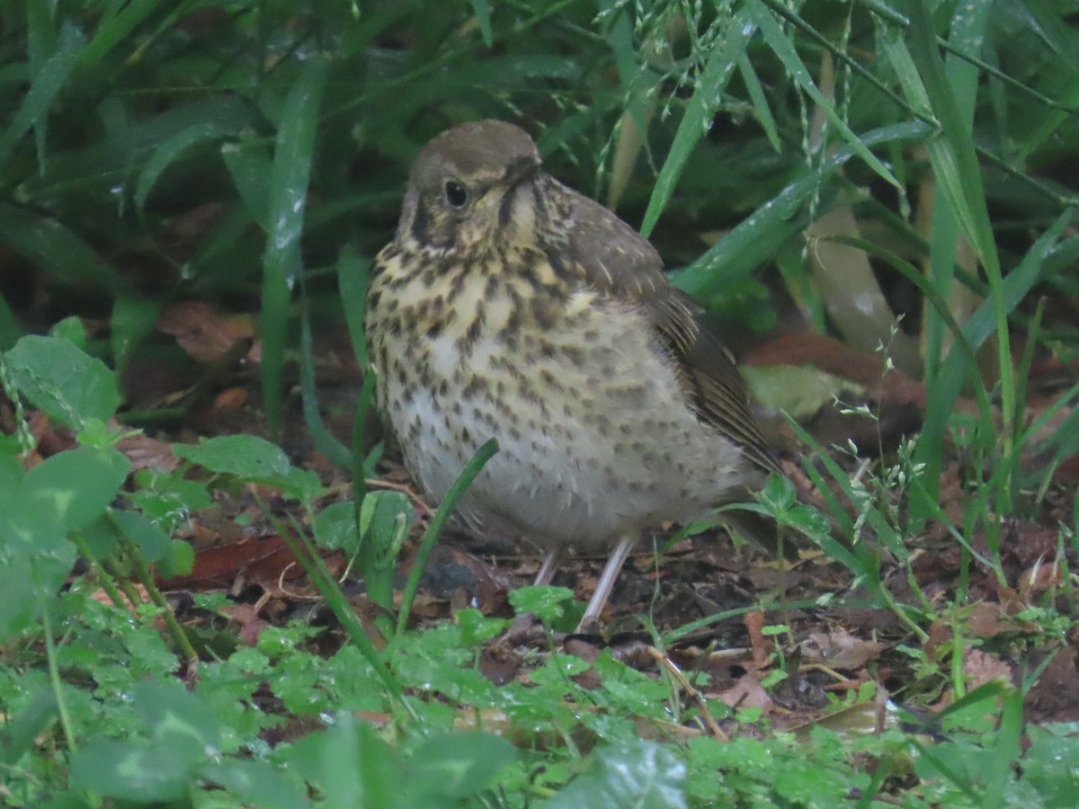 ウタツグミ - ML645765123