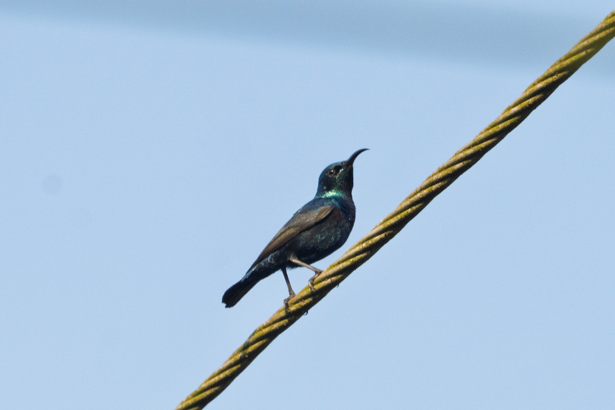 Purple Sunbird - ML645765125