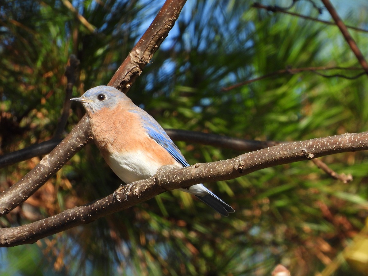Eastern Bluebird - ML645765130