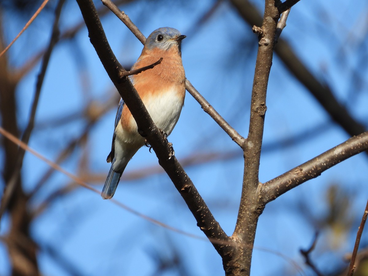 Eastern Bluebird - ML645765131