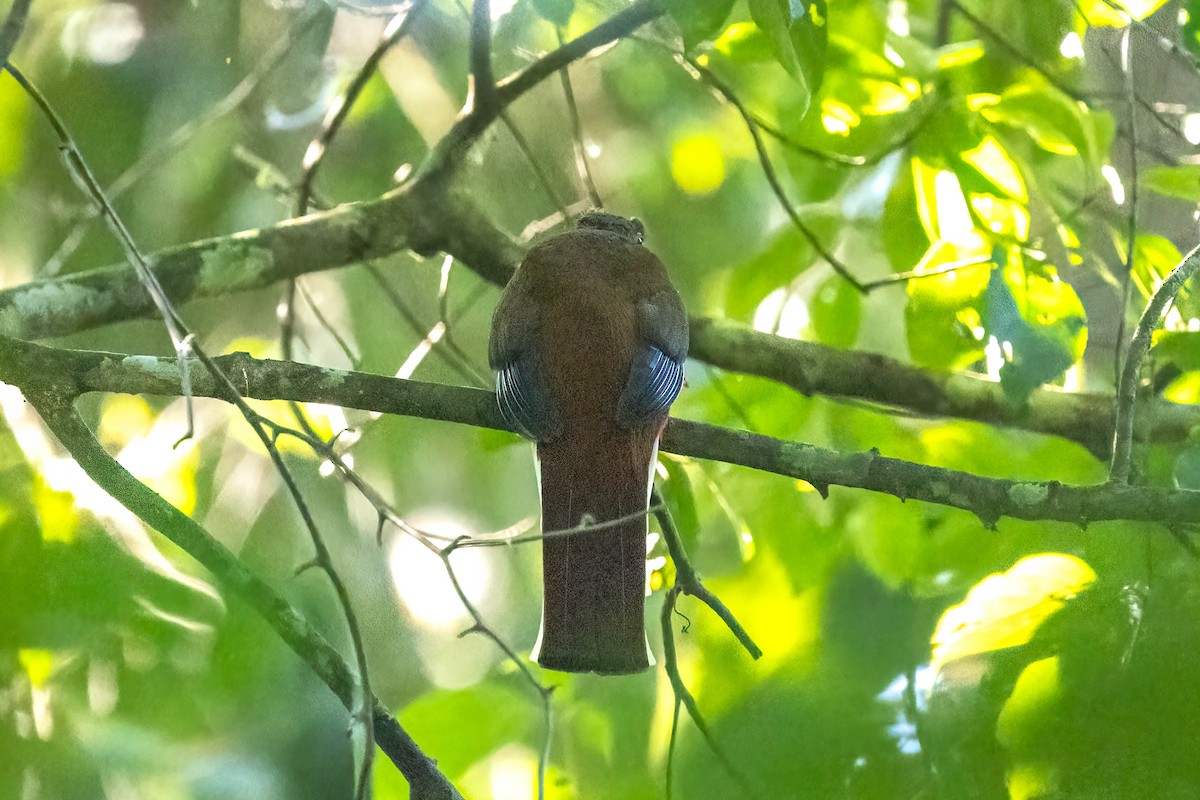 Трогон червоноголовий - ML645765138