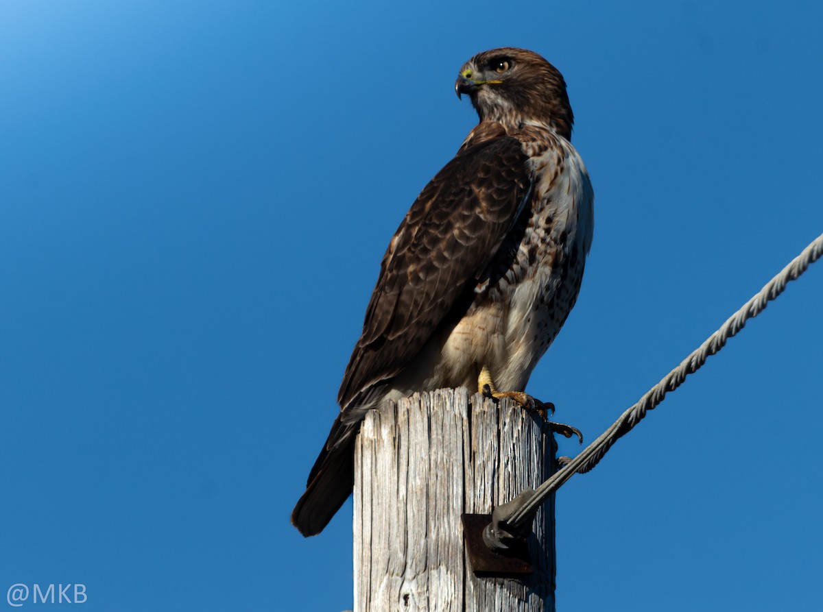 rødstjertvåk - ML645765146