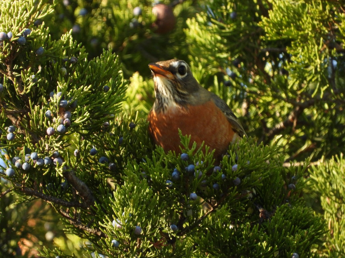 American Robin - ML645765147