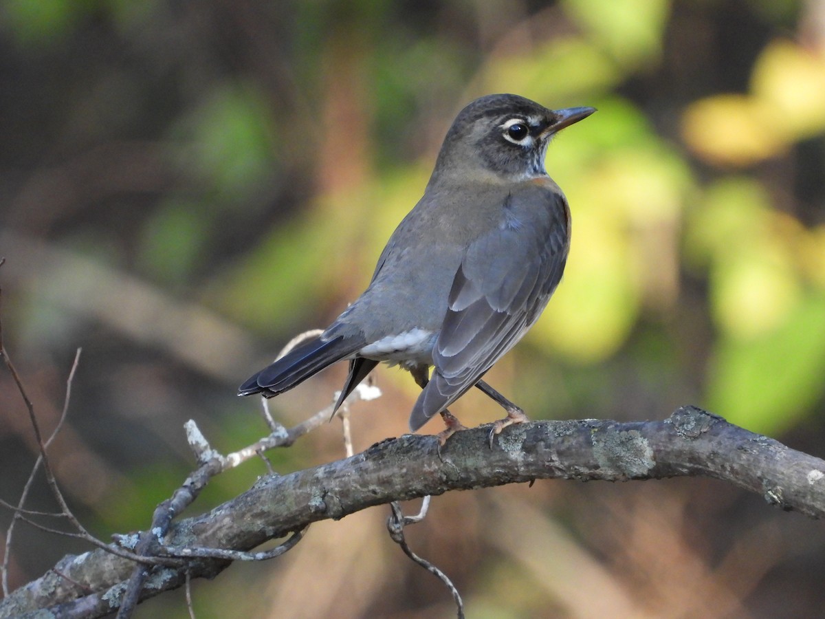 American Robin - ML645765148