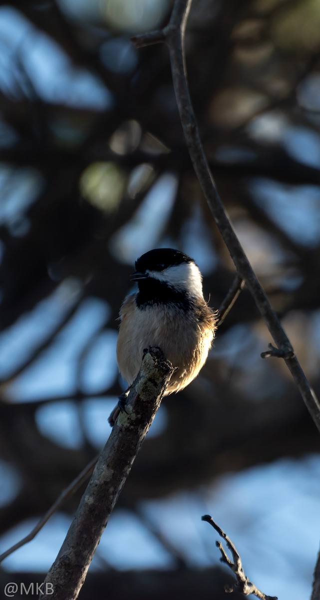 amerikameis - ML645765149