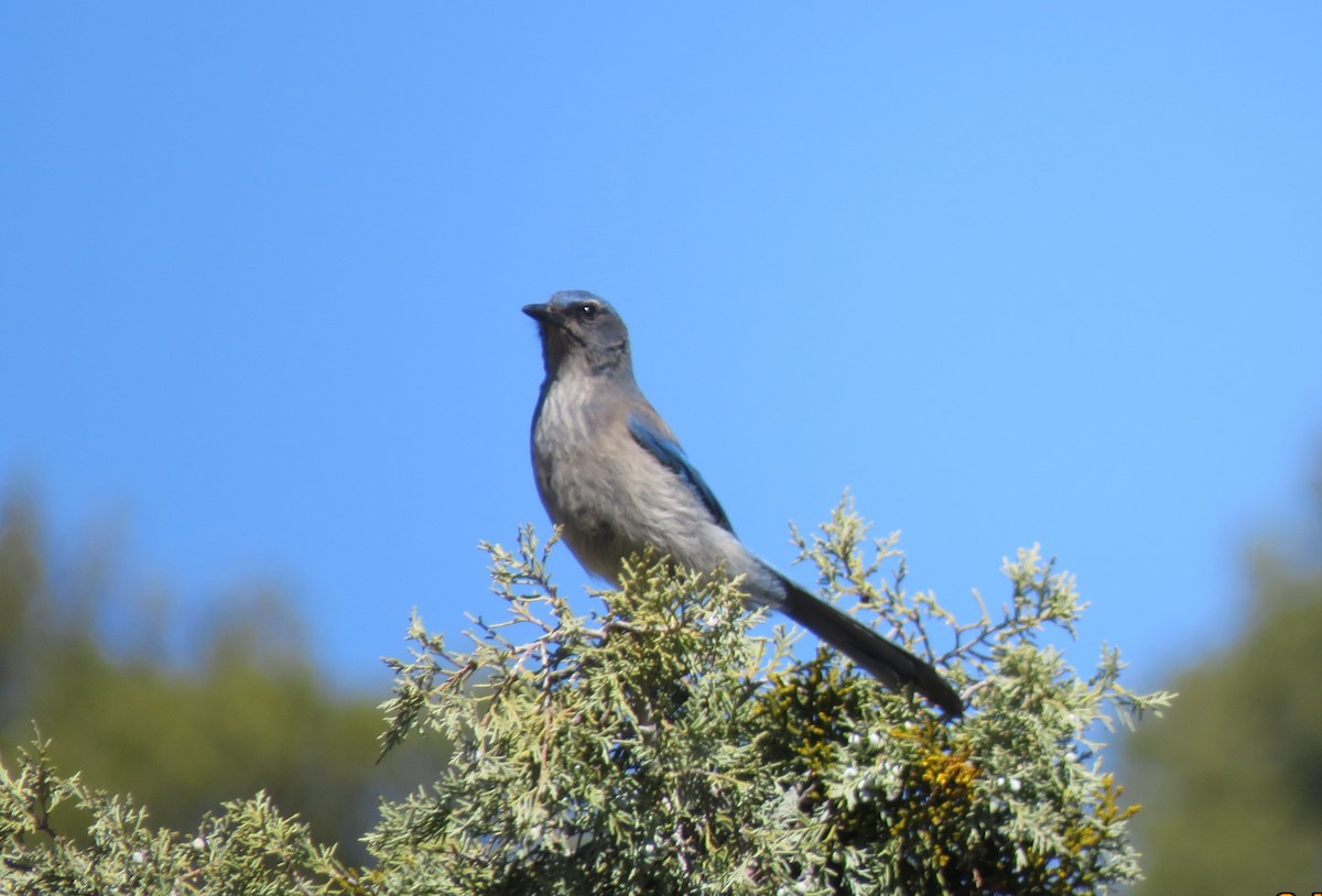 Woodhouse's Scrub-Jay - ML645765150