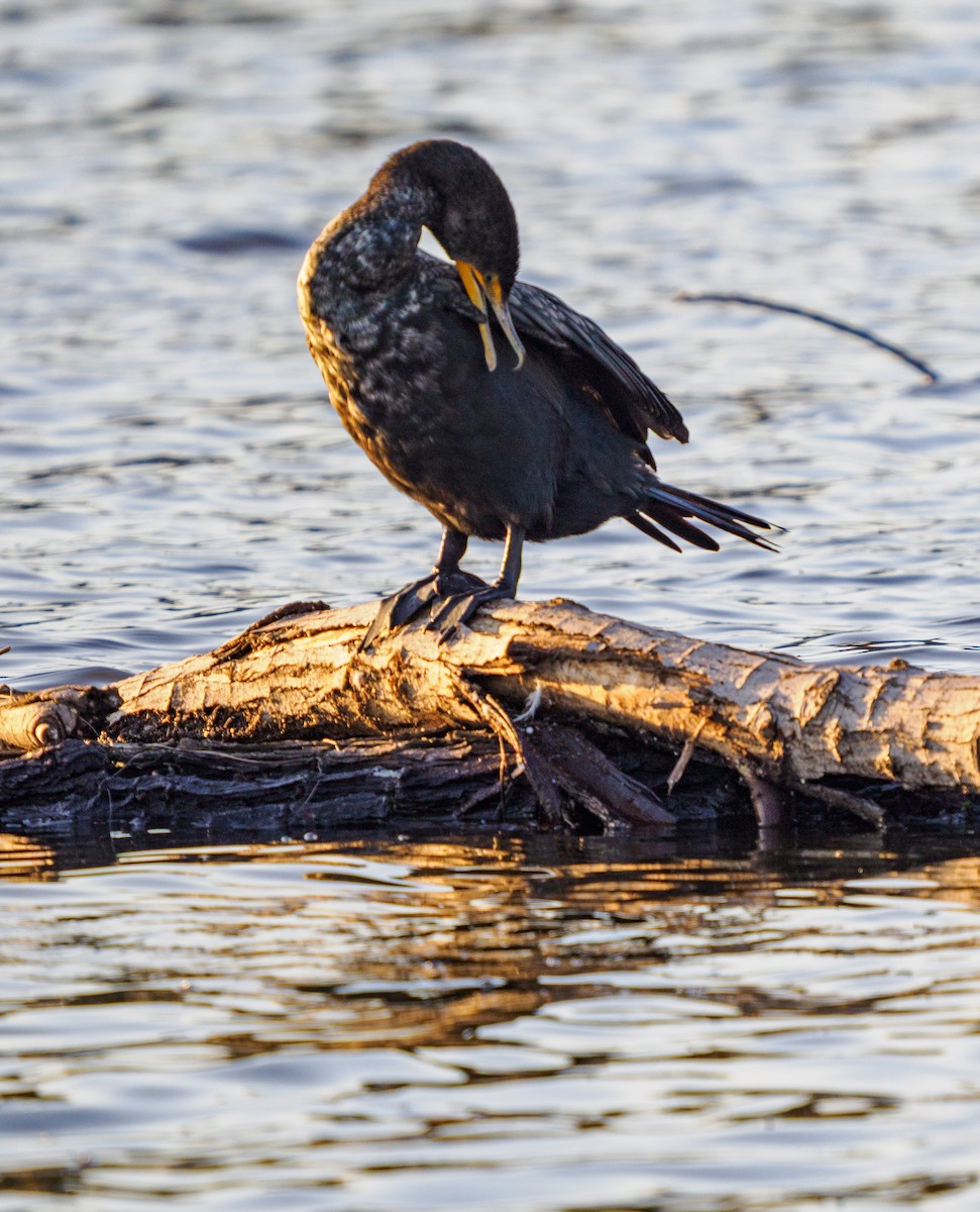 Double-crested Cormorant - ML645765152
