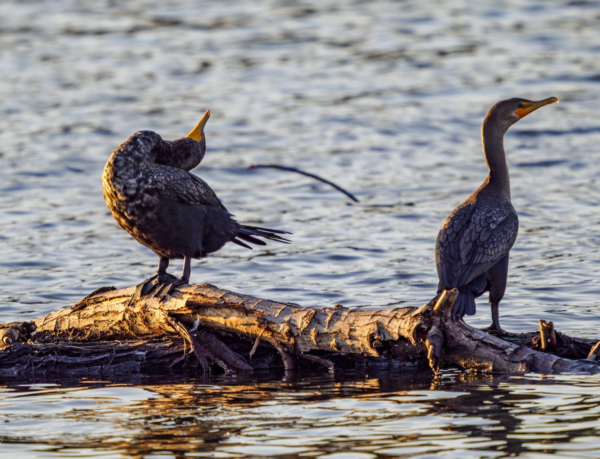 Double-crested Cormorant - ML645765153