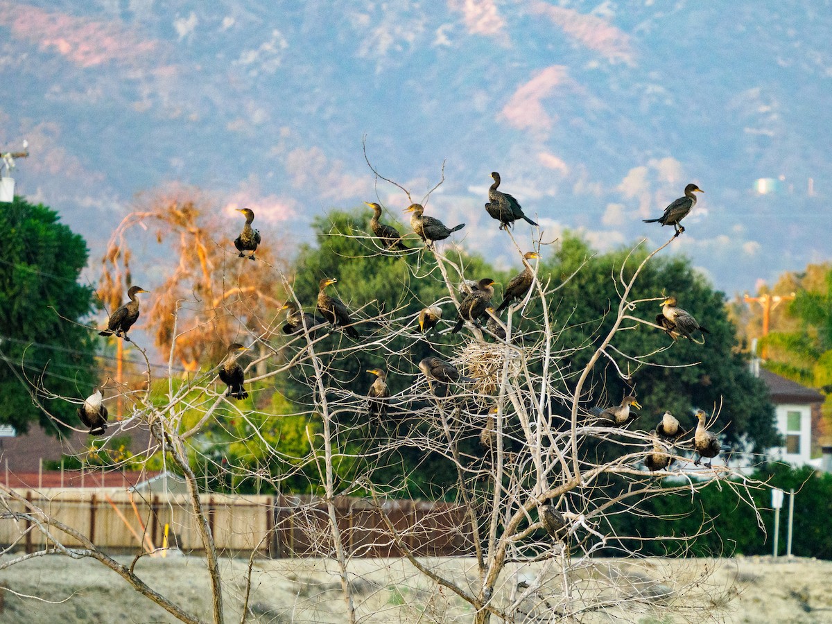 Double-crested Cormorant - ML645765154