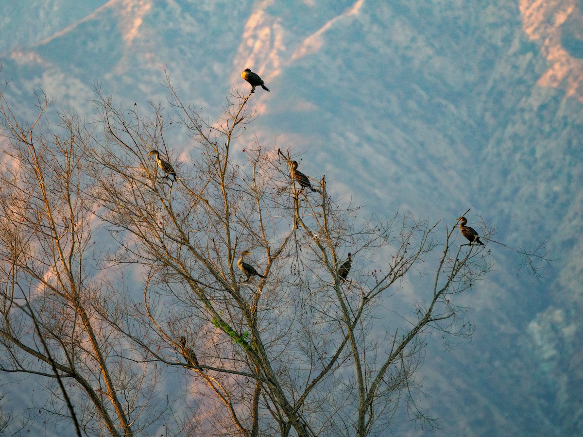 Double-crested Cormorant - ML645765155