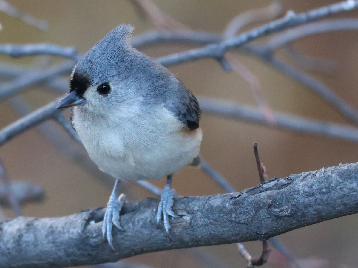 gråduskmeis - ML645765164