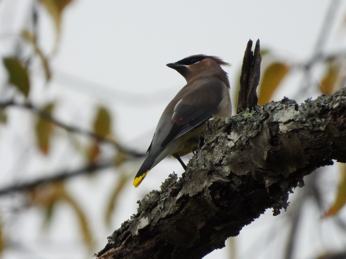 Cedar Waxwing - ML645765178