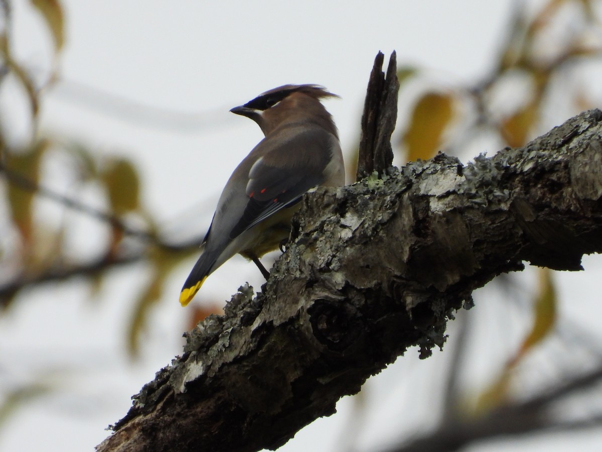 Cedar Waxwing - ML645765179