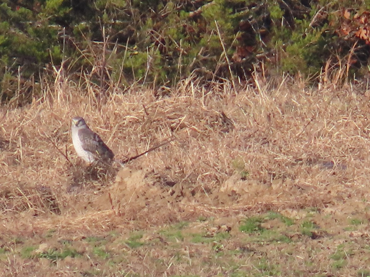 moták severoamerický - ML645765180