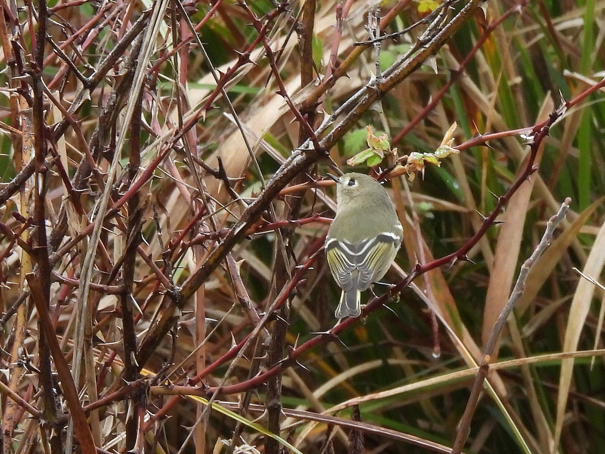 Ruby-crowned Kinglet - ML645765192