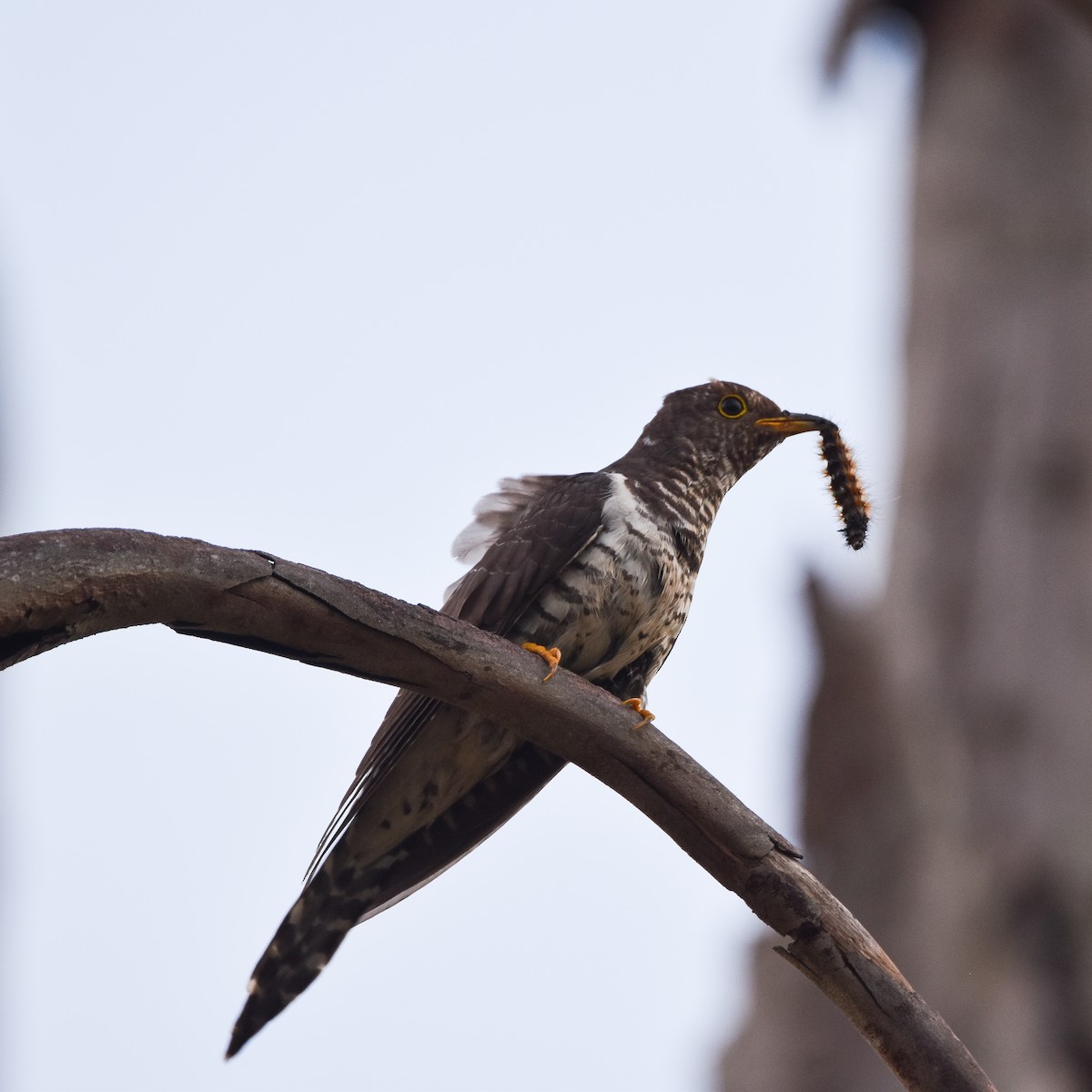 Lesser Cuckoo - ML645765194