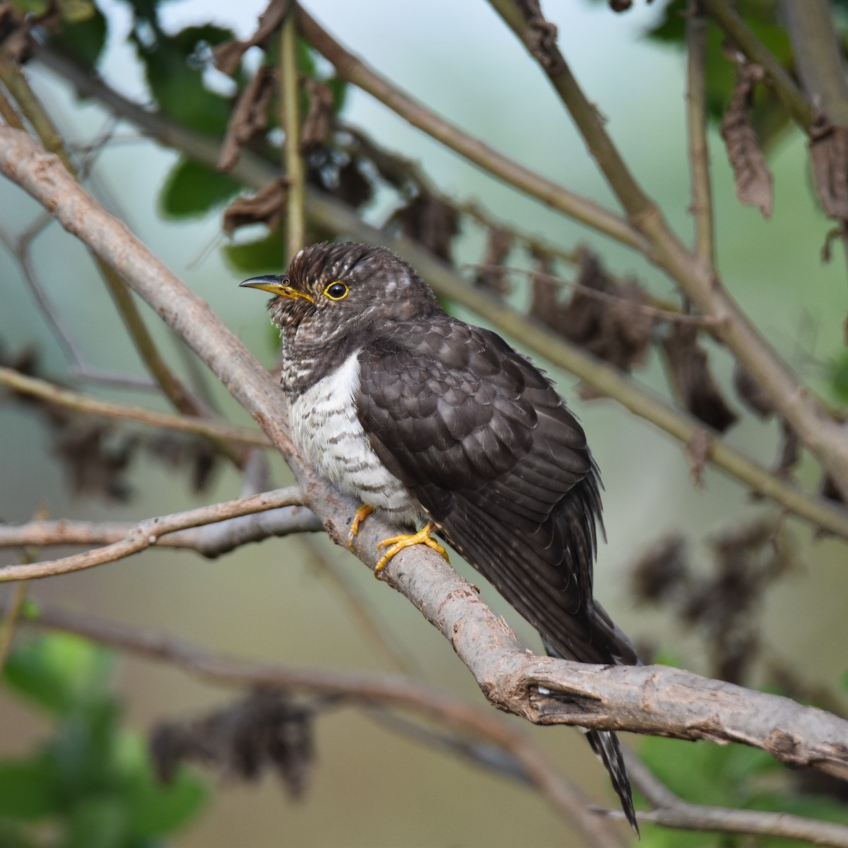 Lesser Cuckoo - ML645765195