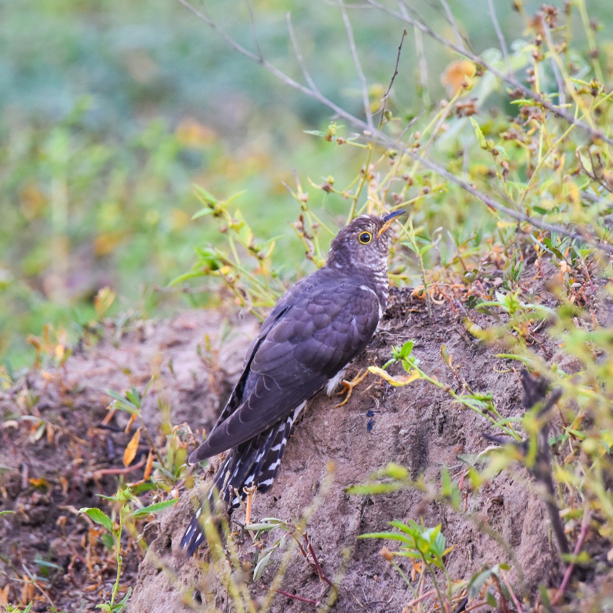 Lesser Cuckoo - ML645765196