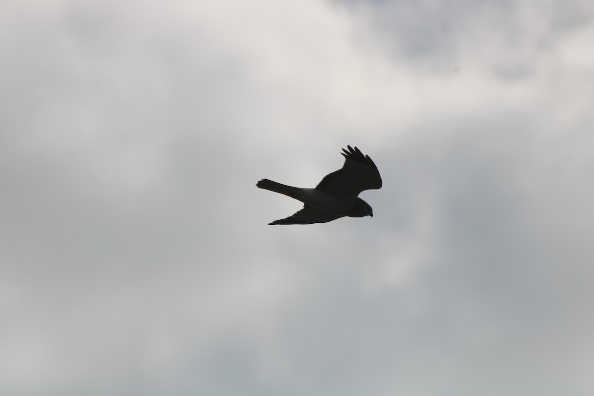 moták severoamerický - ML645765210