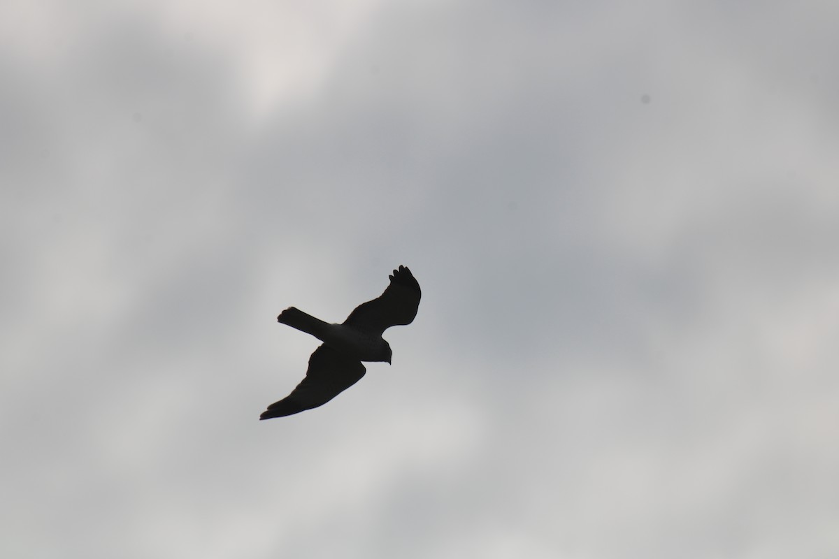 moták severoamerický - ML645765211