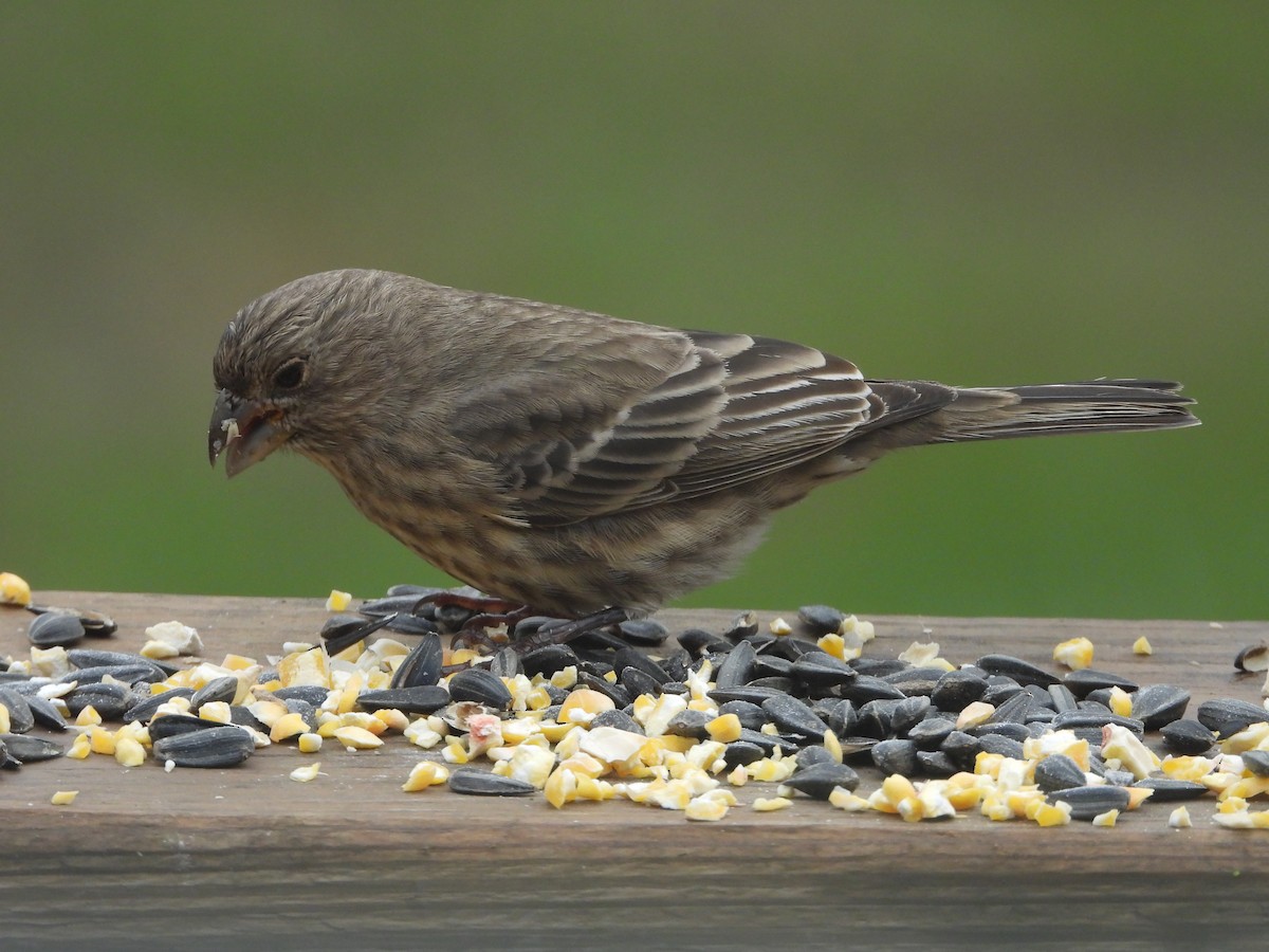 Roselin familier - ML645765212