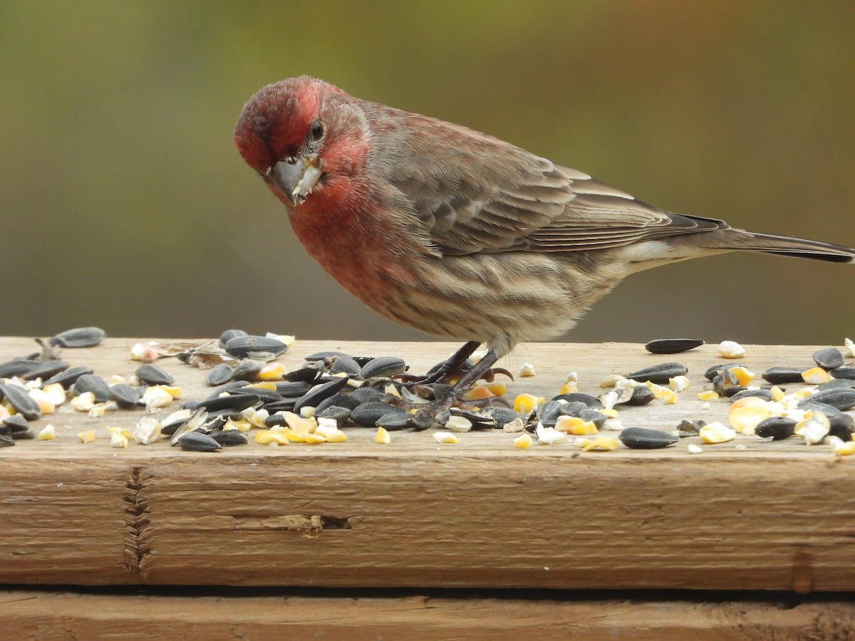 Roselin familier - ML645765213