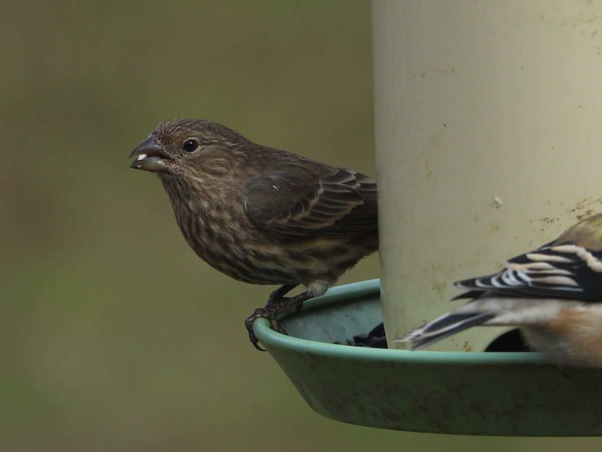 Roselin familier - ML645765214