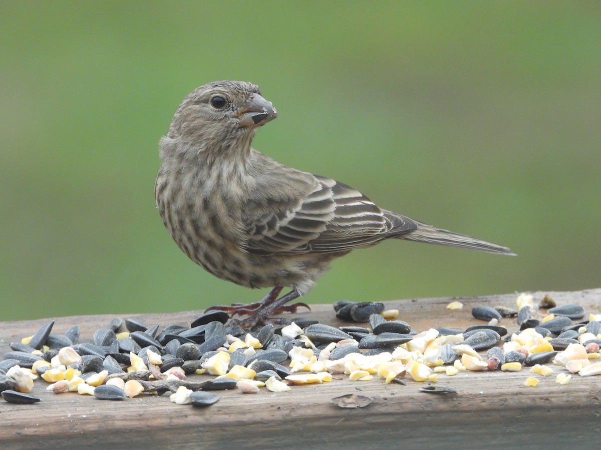 Roselin familier - ML645765215