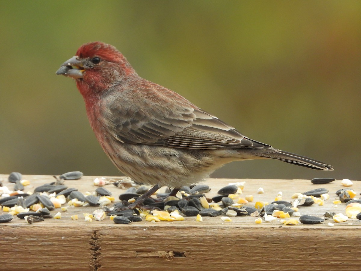 Roselin familier - ML645765217