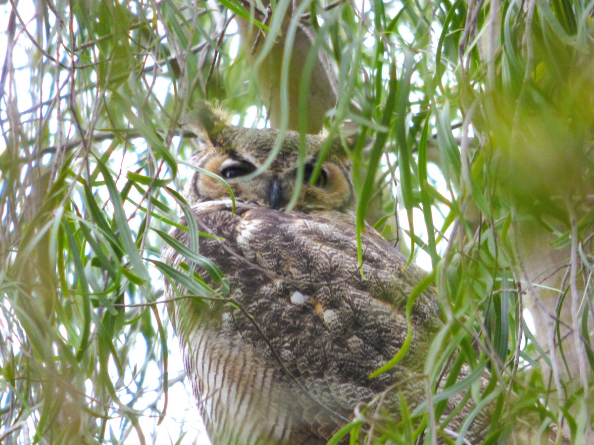 Great Horned Owl - ML645765224