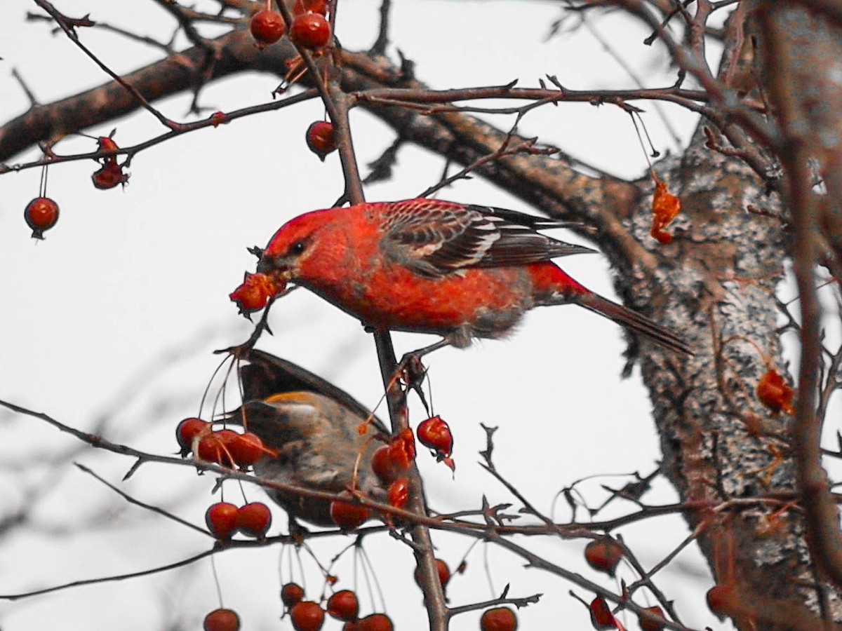 Смеречник тайговий - ML645765226