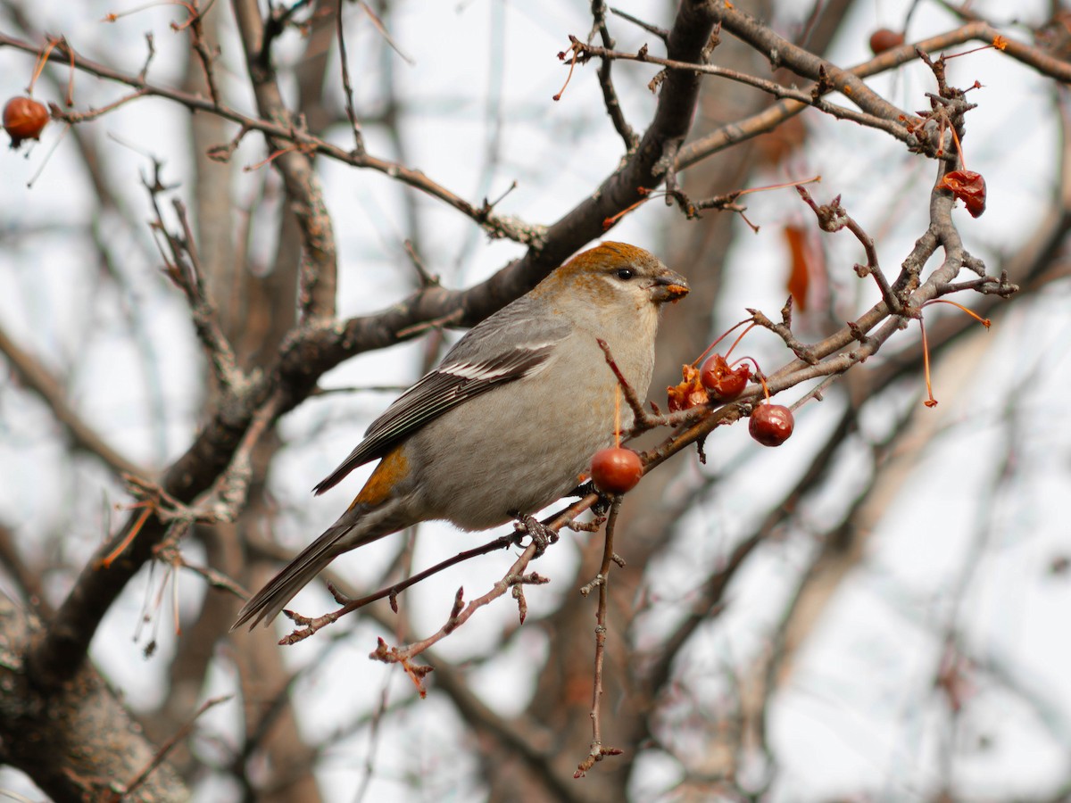 Смеречник тайговий - ML645765227